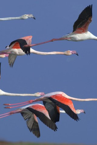 Обои фламинго, flamingo разрешение 1920x1080 Загрузить
