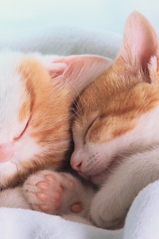 Обои лапы, сон, спят, уши, одеяло, котята, paws, sleep, ears, blanket, kittens разрешение 1920x1080 Загрузить