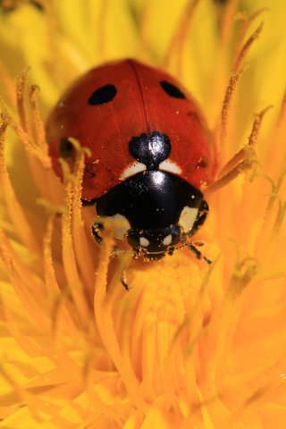 Обои жук, насекомое, цветок, божья коровка, одуванчик, beetle, insect, flower, ladybug, dandelion разрешение 1920x1200 Загрузить