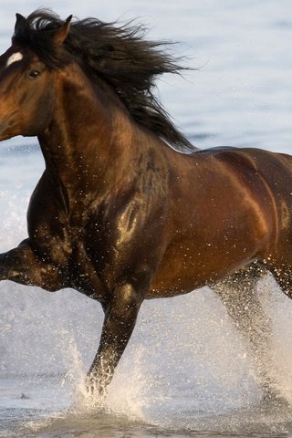 Обои лошадь, вода, брызги, конь, грива, копыта, horse, water, squirt, mane, hooves разрешение 1920x1080 Загрузить