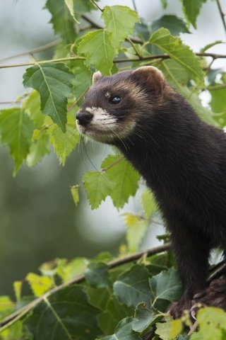 Обои лес, шерсть, маленький, пушистый, зверек, дикий, хорек, forest, wool, small, fluffy, animal, wild, ferret разрешение 1920x1200 Загрузить