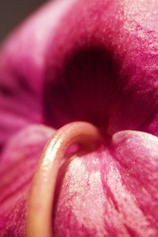 Обои цветок, бутон, розовый, стебель, крупным планом, flower, bud, pink, stem, closeup разрешение 1920x1080 Загрузить