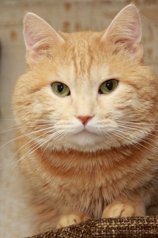 Обои глаза, морда, кот, усы, кошка, уши, рыжий, нос, рыжий кот, red cat, eyes, face, cat, mustache, ears, red, nose разрешение 2560x1600 Загрузить