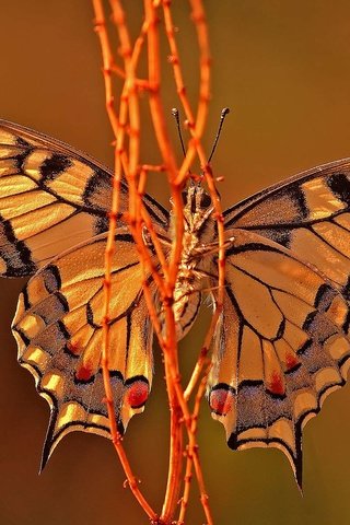 Обои макро, бабочка, крылья, насекомые, растение, macro, butterfly, wings, insects, plant разрешение 1920x1200 Загрузить