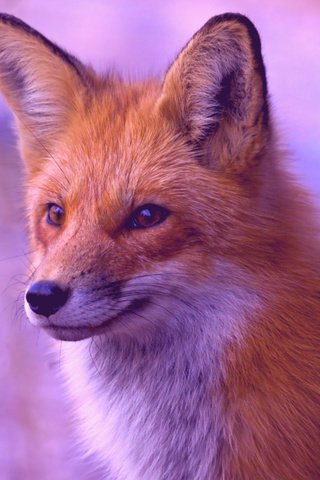 Обои природа, дерево, фон, взгляд, рыжая, лиса, лисица, nature, tree, background, look, red, fox разрешение 2560x1600 Загрузить
