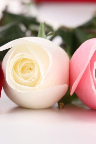 Обои цветы, бутоны, макро, розы, krasnaya, rozy, tri, rozovaya, belaya, flowers, buds, macro, roses разрешение 1920x1280 Загрузить