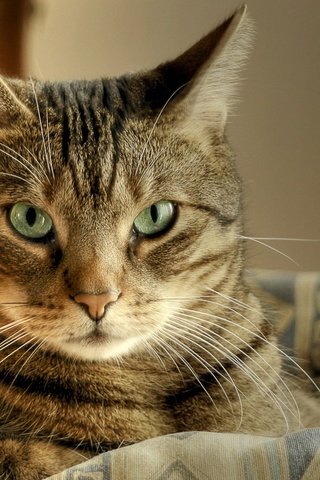 Обои кот, усы, кошка, взгляд, ушки, зеленые глаза, полосатый, cat, mustache, look, ears, green eyes, striped разрешение 1920x1200 Загрузить