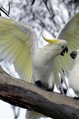 Обои ветви, какаду, крылья, птицы, птица, клюв, перья, попугай, большой желтохохлый какаду, branch, cockatoo, wings, birds, bird, beak, feathers, parrot, big jeltuhay cockatoo разрешение 1920x1200 Загрузить