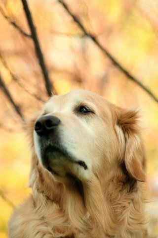 Обои взгляд, осень, собака, золотистый ретривер, look, autumn, dog, golden retriever разрешение 1920x1280 Загрузить