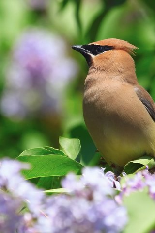 Обои цветы, природа, птица, весна, куст, сирень, свиристель, flowers, nature, bird, spring, bush, lilac, the waxwing разрешение 2048x1671 Загрузить