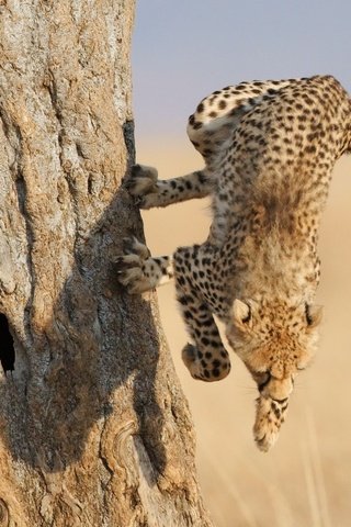 Обои дерево, лапы, леопард, когти, гепард, саванна, гепард в прыжке, tree, paws, leopard, claws, cheetah, savannah, cheetah jump разрешение 2560x1600 Загрузить