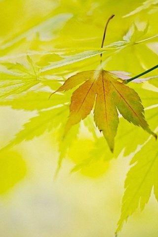 Обои свет, природа, листья, листва, осень, light, nature, leaves, foliage, autumn разрешение 1920x1200 Загрузить