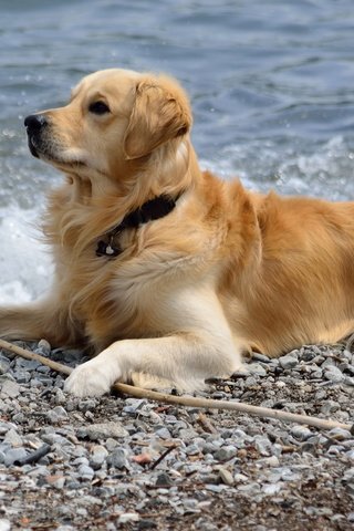 Обои камни, море, пляж, мордочка, собака, лапки, золотистый ретривер, stones, sea, beach, muzzle, dog, legs, golden retriever разрешение 1920x1080 Загрузить