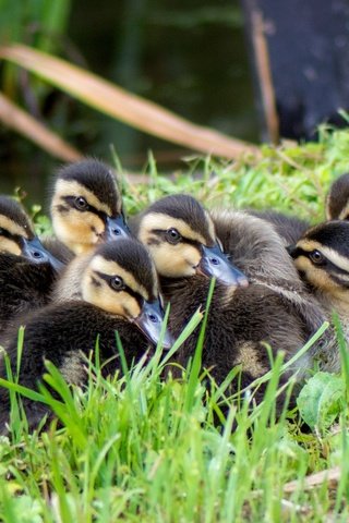 Обои трава, птицы, утята, утки, grass, birds, ducklings, duck разрешение 2048x1371 Загрузить