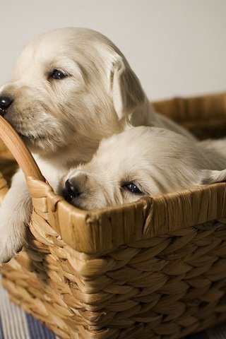 Обои щенки, малыши, лабрадор, корзинка, собаки, мордочки, puppies, kids, labrador, basket, dogs, faces разрешение 2200x1463 Загрузить