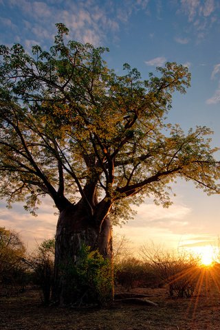 Обои солнце, дерево, африка, баобаб, зимбабве, the sun, tree, africa, baobab, zimbabwe разрешение 2048x1654 Загрузить