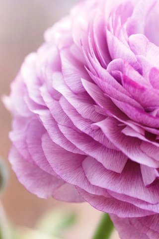 Обои цветок, лепестки, розовый, ранункулюс, лютик, flower, petals, pink, ranunculus, buttercup разрешение 2048x1371 Загрузить