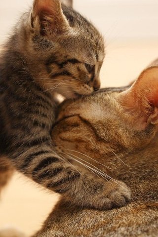 Обои маленький, котенок балуясь, с мамой, обнял ее лапками, облизывает, ее, лобик., small, kitten play, mom, hugged her legs, licks, it, forehead. разрешение 2560x1440 Загрузить