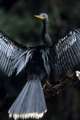 Обои дерево, фон, крылья, птица, черная, anhinga, змеешейка, tree, background, wings, bird, black, darter разрешение 1920x1080 Загрузить