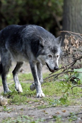 Обои лес, хищник, животное, волк, волк.хищник, живая природа, forest, predator, animal, wolf, wolf.predator, wildlife разрешение 1920x1281 Загрузить