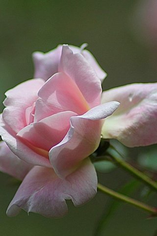 Обои бутоны, цветок, роза, розовая, buds, flower, rose, pink разрешение 1920x1200 Загрузить