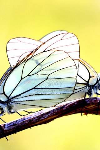 Обои ветка, фон, бабочки, две, branch, background, butterfly, two разрешение 1920x1200 Загрузить
