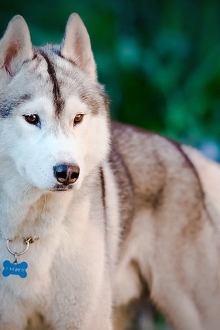 Обои взгляд, собака, хаски, ошейник, look, dog, husky, collar разрешение 2560x1600 Загрузить