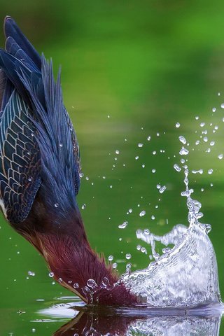 Обои вода, брызги, птица, цапля, американская зеленая кваква, water, squirt, bird, heron, the american green heron разрешение 1920x1200 Загрузить