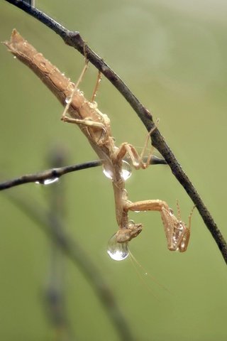 Обои макро, насекомое, капли, дождь, богомол, ziva & amir, macro, insect, drops, rain, mantis разрешение 2007x1358 Загрузить