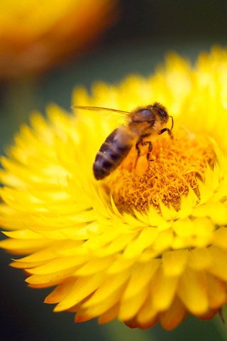 Обои желтый, макро, насекомое, цветок, пчела, yellow, macro, insect, flower, bee разрешение 1920x1200 Загрузить