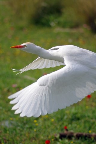 Обои полет, крылья, птица, белая, цапля, ziva & amir, flight, wings, bird, white, heron разрешение 4904x3256 Загрузить