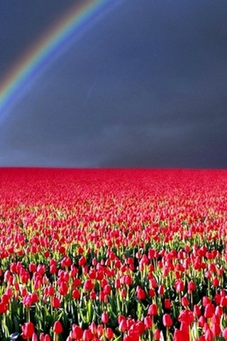 Обои молния, тюльпаны, гроза, lightning, tulips, the storm разрешение 1920x1200 Загрузить
