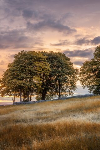 Обои закат, пейзаж, поле, sunset, landscape, field разрешение 2560x1600 Загрузить