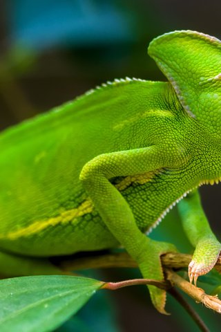 Обои зелёный, ящерица, хамелеон, рептилия, тропический лес, пресмыкающиеся, хамелеоны, грин, green, lizard, chameleon, reptile, rainforest, reptiles, chameleons разрешение 3000x2000 Загрузить
