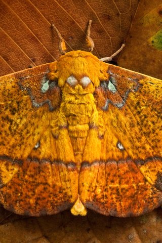 Обои листья, бабочка, крылья, saturniid moth, yasuni national park, эквадор, leaves, butterfly, wings, ecuador разрешение 1920x1200 Загрузить