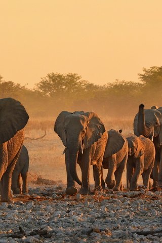 Обои природа, африка, уши, слоны, хобот, бивни, nature, africa, ears, elephants, trunk, tusks разрешение 2048x1365 Загрузить
