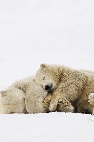 Обои природа, фон, белые, медведи, nature, background, white, bears разрешение 2048x1269 Загрузить