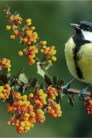 Обои цветы, ветка, природа, птица, синица, flowers, branch, nature, bird, tit разрешение 2205x1765 Загрузить