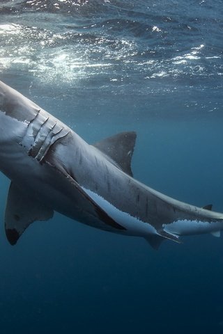 Обои вода, хищник, зубы, челюсти, акула, water, predator, teeth, jaw, shark разрешение 1920x1277 Загрузить