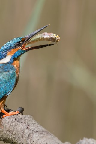 Обои ветка, природа, птица, рыба, зимородок, branch, nature, bird, fish, kingfisher разрешение 2687x1772 Загрузить