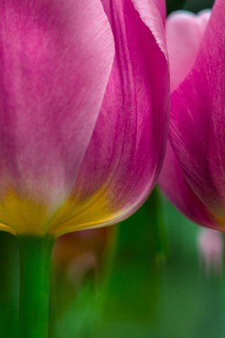 Обои цветы, макро, тюльпаны, розовые, flowers, macro, tulips, pink разрешение 2048x1299 Загрузить