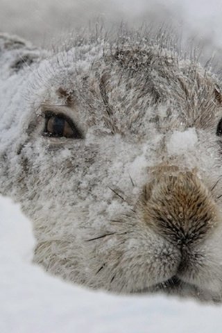 Обои снег, зима, мордочка, взгляд, заяц, заец, snow, winter, muzzle, look, hare, zayats разрешение 1920x1200 Загрузить