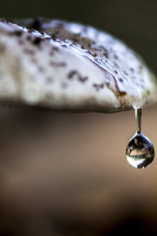 Обои природа, макро, капля, гриб, nature, macro, drop, mushroom разрешение 2560x1707 Загрузить