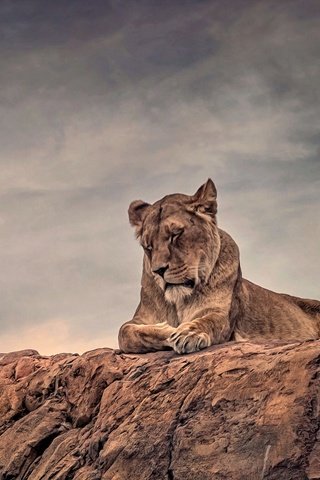 Обои отдых, лев, львица, stay, leo, lioness разрешение 2048x1365 Загрузить