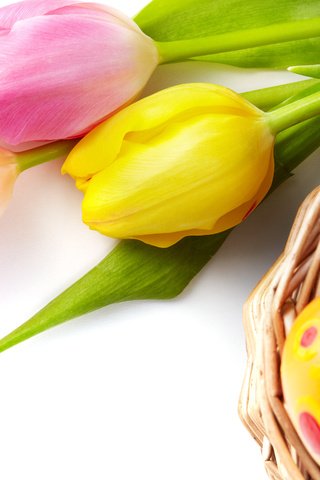 Обои цветы, зеленые пасхальные, довольная, весна, тюльпаны, пасха, яйца, тульпаны,  цветы, глазунья, декорация, весенние, flowers, happy, spring, tulips, easter, eggs, decoration разрешение 4800x3200 Загрузить