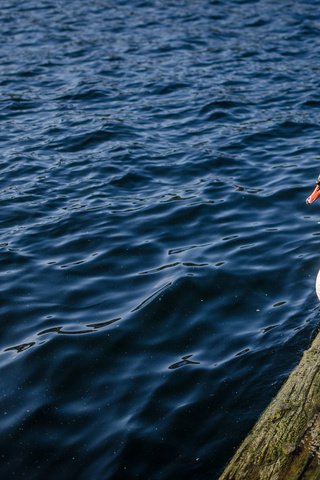 Обои вода, птица, клюв, перья, лебедь, белый лебедь, лебедь-шипун, water, bird, beak, feathers, swan, white swan разрешение 2048x1356 Загрузить