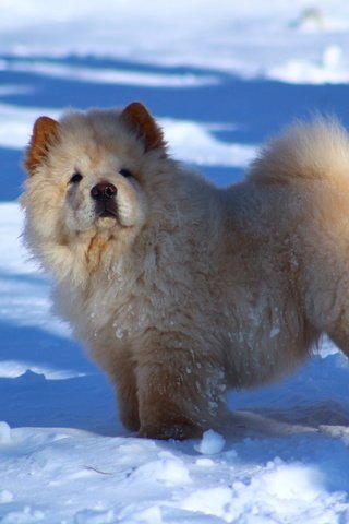 Обои снег, животные, собака, snow, animals, dog разрешение 1920x1280 Загрузить