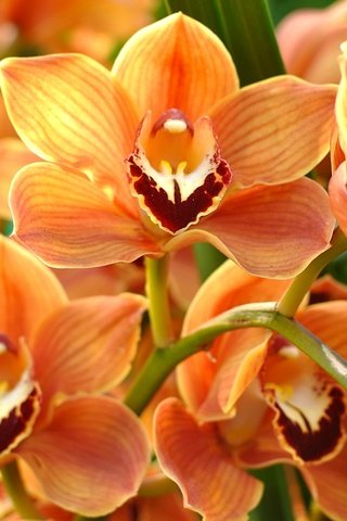 Обои макро, лепестки, оранжевый, орхидея, macro, petals, orange, orchid разрешение 2048x1355 Загрузить