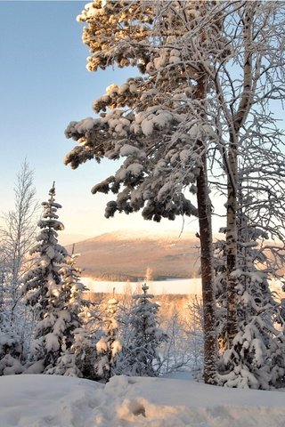 Обои деревья, снег, зима, ель, береза, trees, snow, winter, spruce, birch разрешение 2400x1570 Загрузить