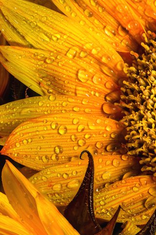 Обои желтый, макро, цветок, роса, капли, лепестки, подсолнух, капельки росы, yellow, macro, flower, rosa, drops, petals, sunflower, drops of dew разрешение 1920x1230 Загрузить